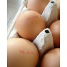 NORIS N 170 tojásjelölő festék